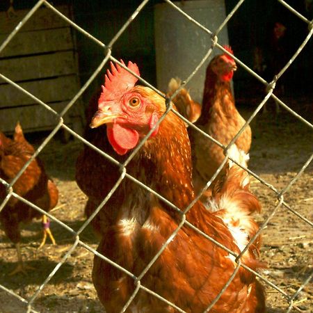 Agroturisme Sant Dionis Campllong Dış mekan fotoğraf